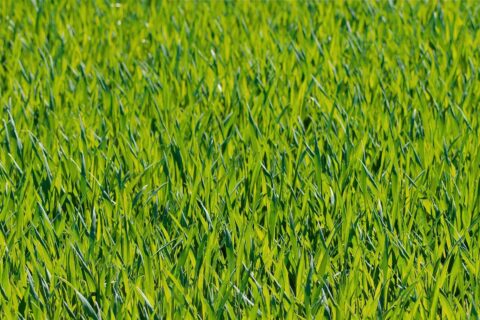 Beaconsfield Lawn Turf Installers
