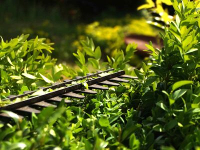 Hedge cutting company Buckinghamshire
