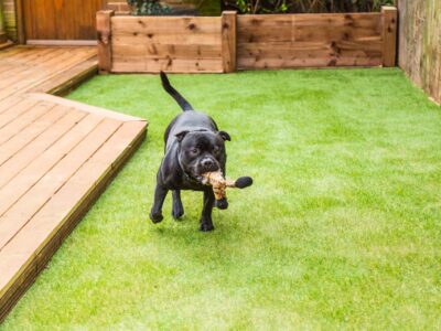 Turf grass Beaconsfield
